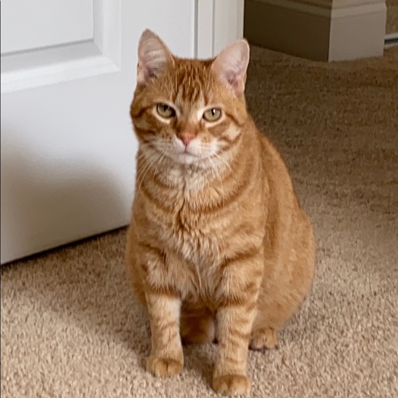 Resistol Cowboy hat - Picture 6 of 6